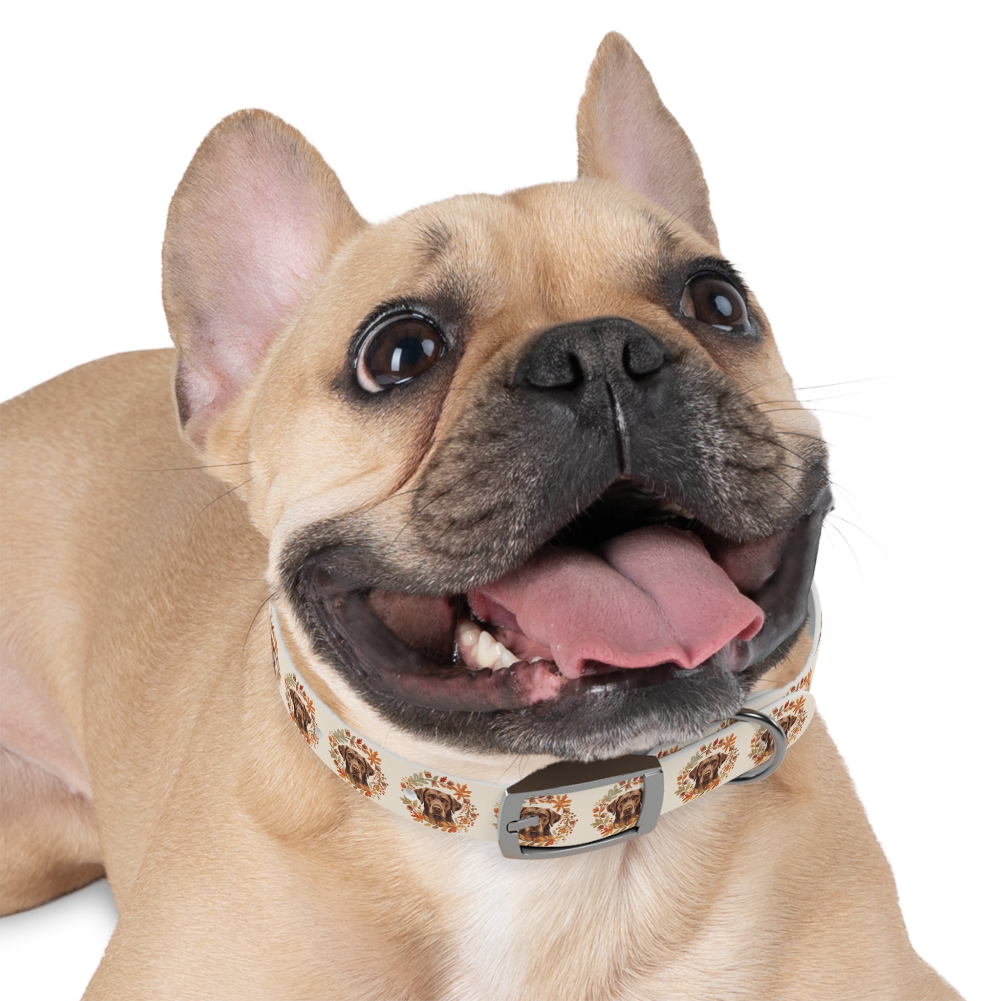 Labrador Collar