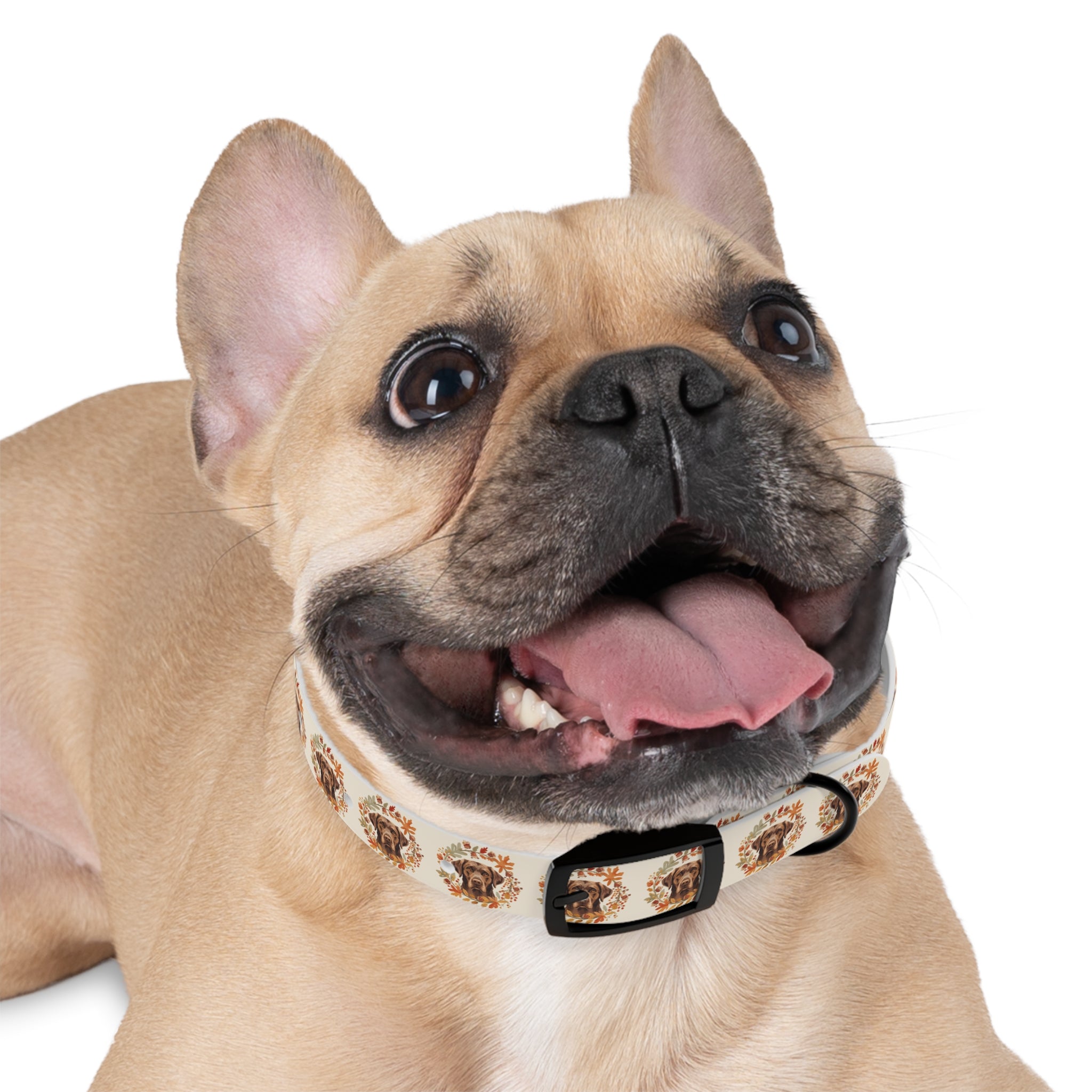 Labrador Collar