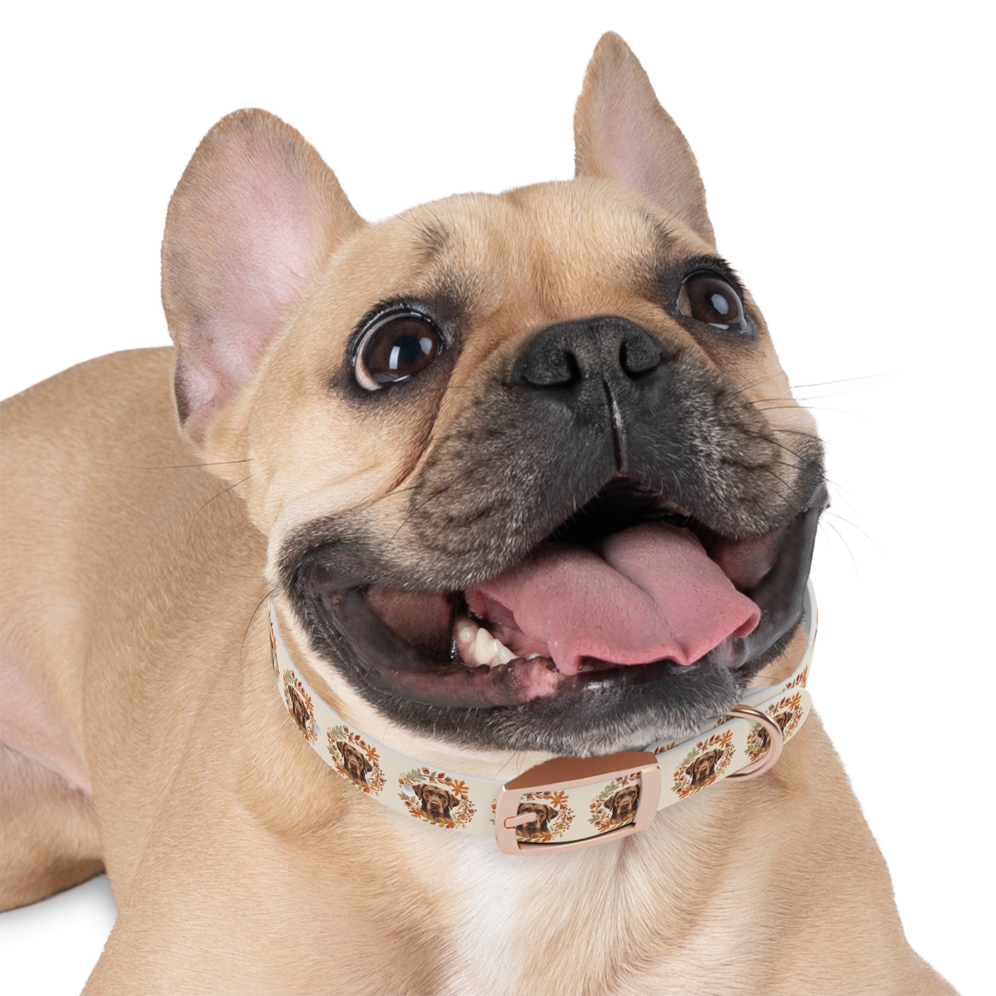 Labrador Collar